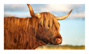 Highland cow, South Uist, Western Isles