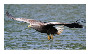 White Tailed Sea Eagle, Uist, Western Isles