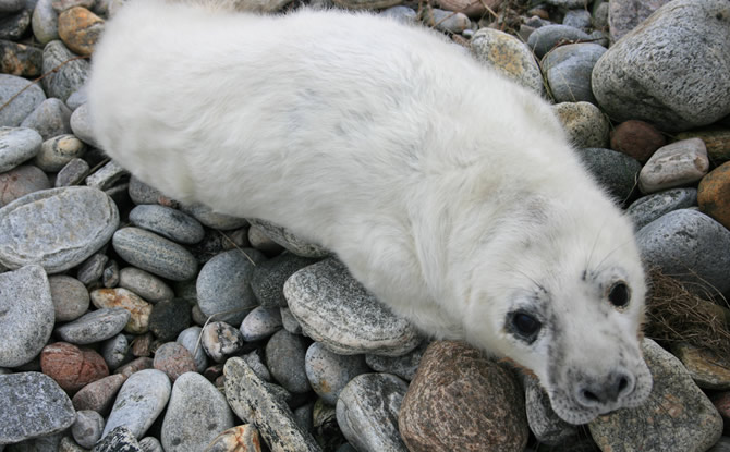 Image:Seal pup, Uist