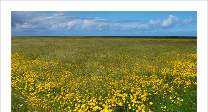 Machair flowers, Isle of South Uist, Western Isles